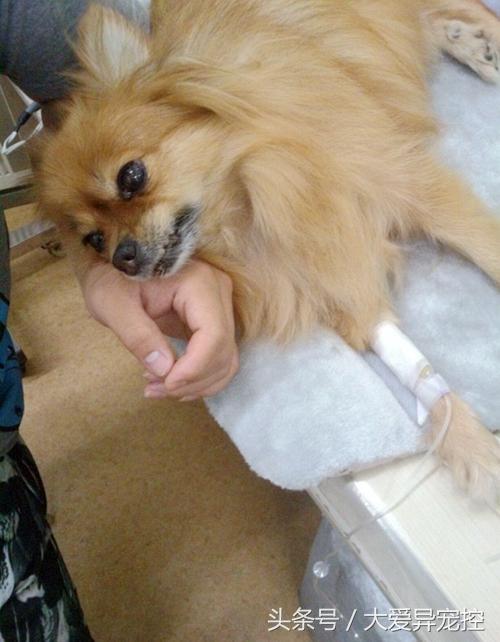 狗狗翻肠子真的会要命吗？