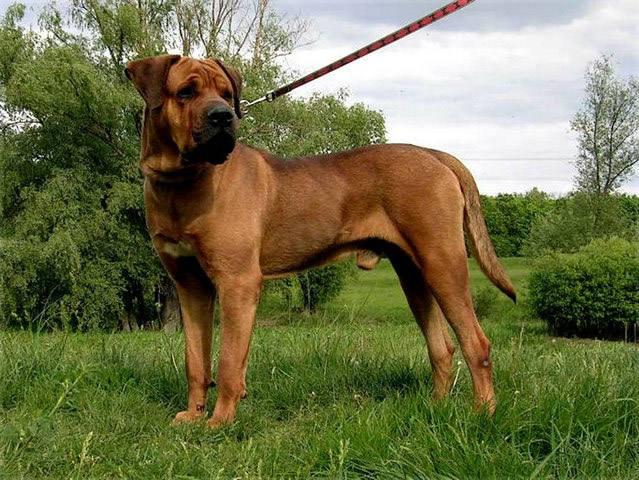 牛头梗和比特犬到底哪个更适合新手养？