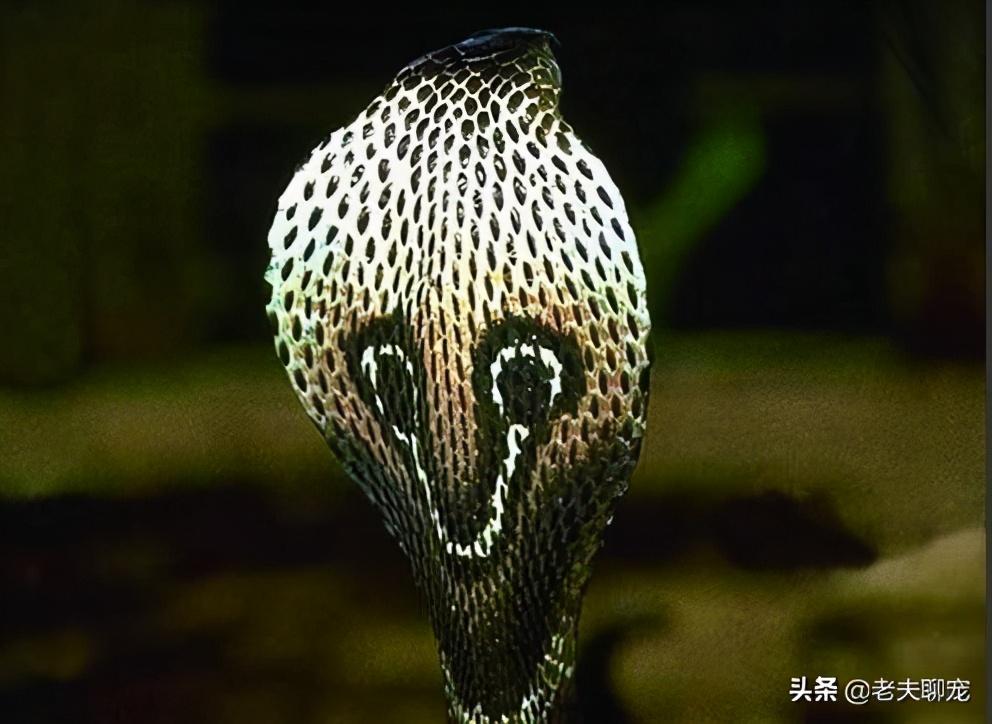 全面解析：那些你需要知道的毒蛇品种知识