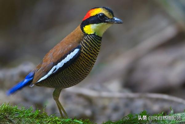 蓝背八色鸫到底有多难养？