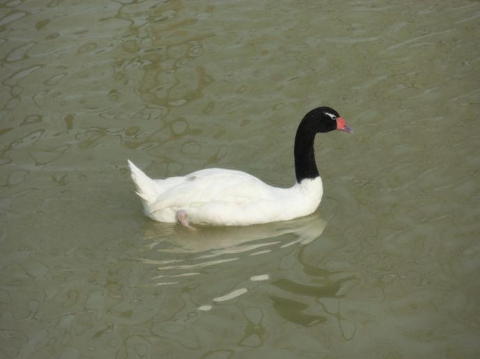 为什么这只天鹅鼻子上长了个大肉瘤？