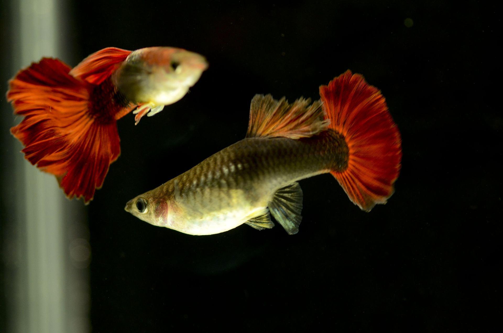 为什么你家的观赏鱼总在换水后暴毙？