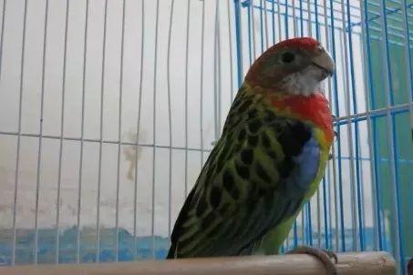 新手养深红玫瑰鹦鹉会不会被吵到神经衰弱? 新手养深红玫瑰鹦鹉会不会被吵到神经衰弱?