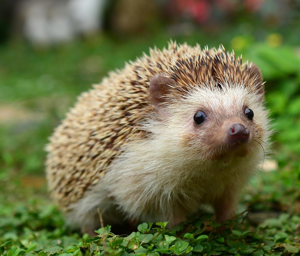 养角蛙到底要花多少钱？