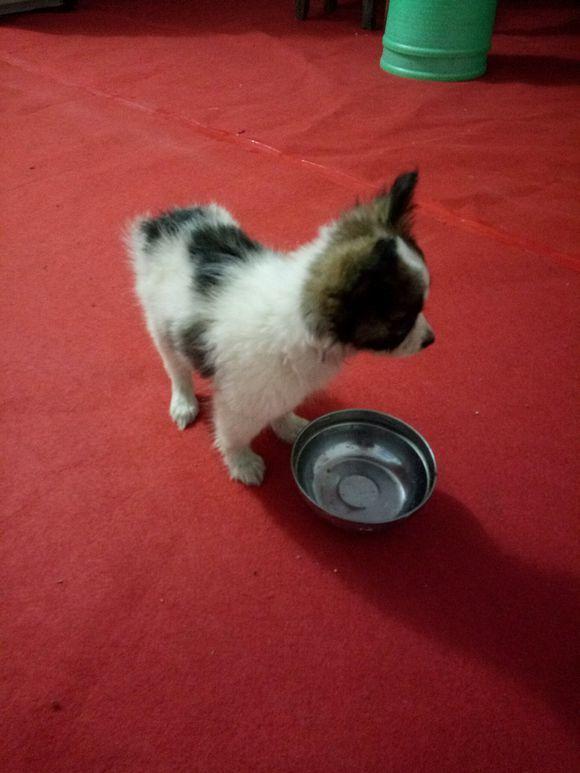 蝴蝶犬真的会像蝴蝶一样飞吗？