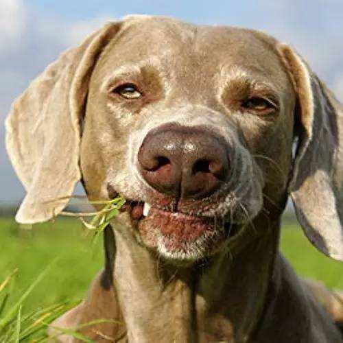 哈士奇饲养指南：全面了解饲养技巧与注意事项