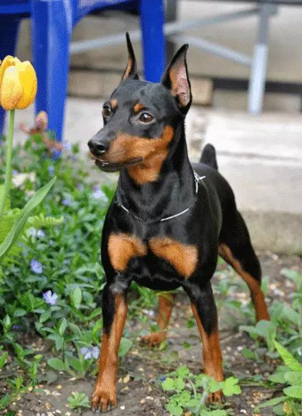 迷你杜宾犬真的适合新手养吗？