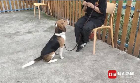 比格犬的优缺点有哪些？其性格特点又如何？