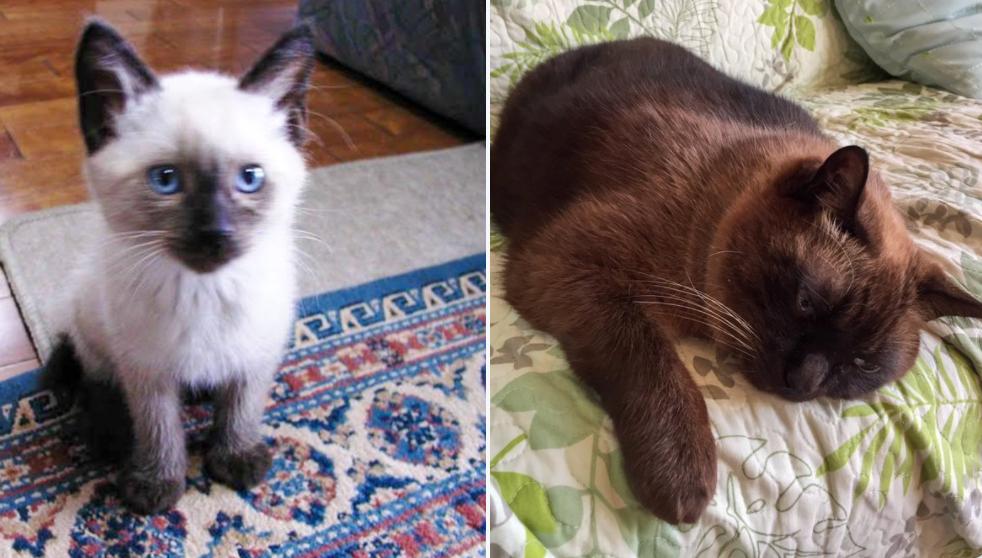 泊君到底是什么？新手如何快速上手？