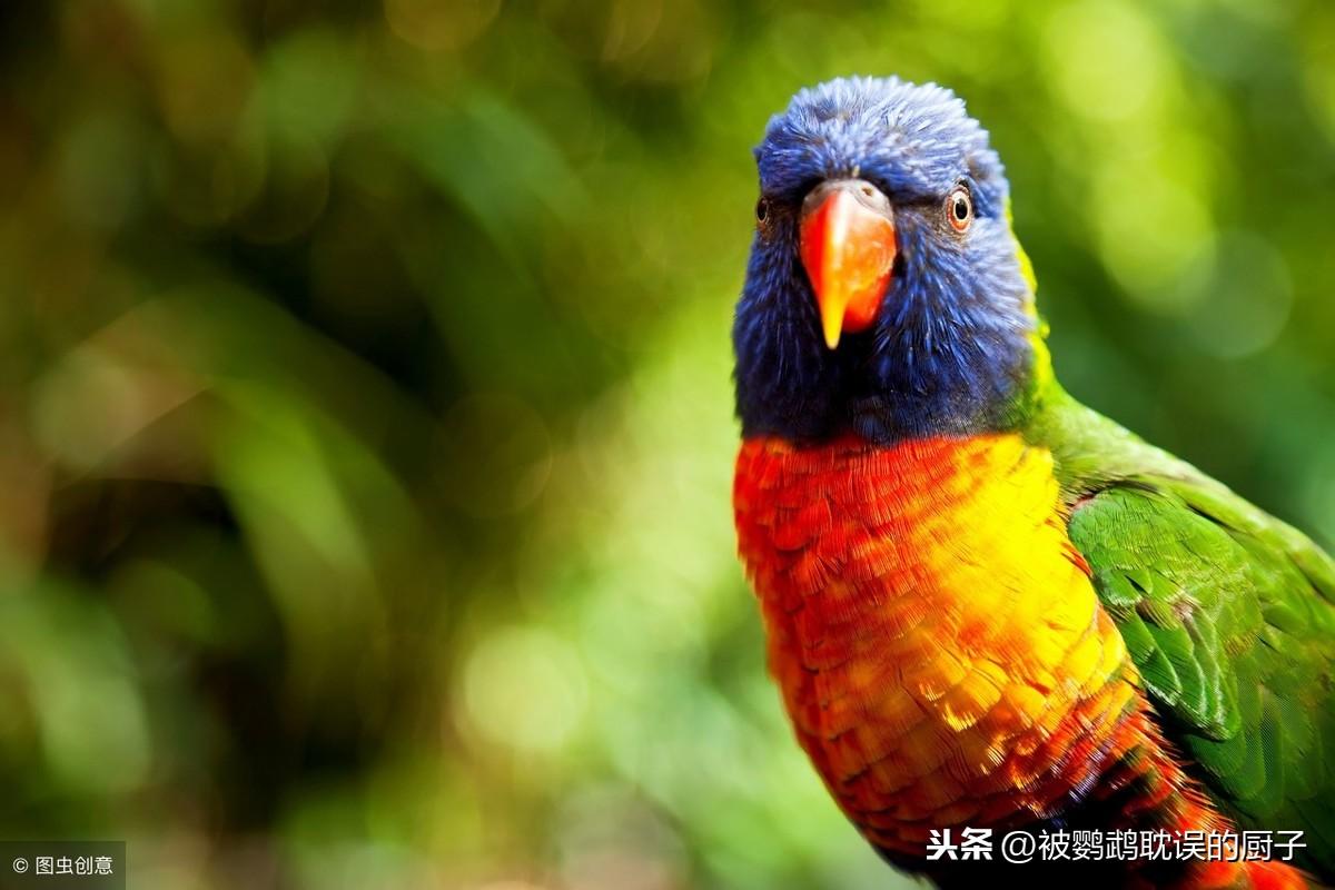 喋喋吸蜜鹦鹉: 色彩艳丽且独具特色的鹦鹉品种