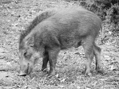 特种野猪养殖真的能年入百万吗? 特种野猪养殖真的能年入百万吗?