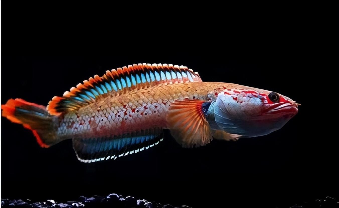 七彩鱼混养指南：哪些鱼可以与七彩鱼和谐共处？