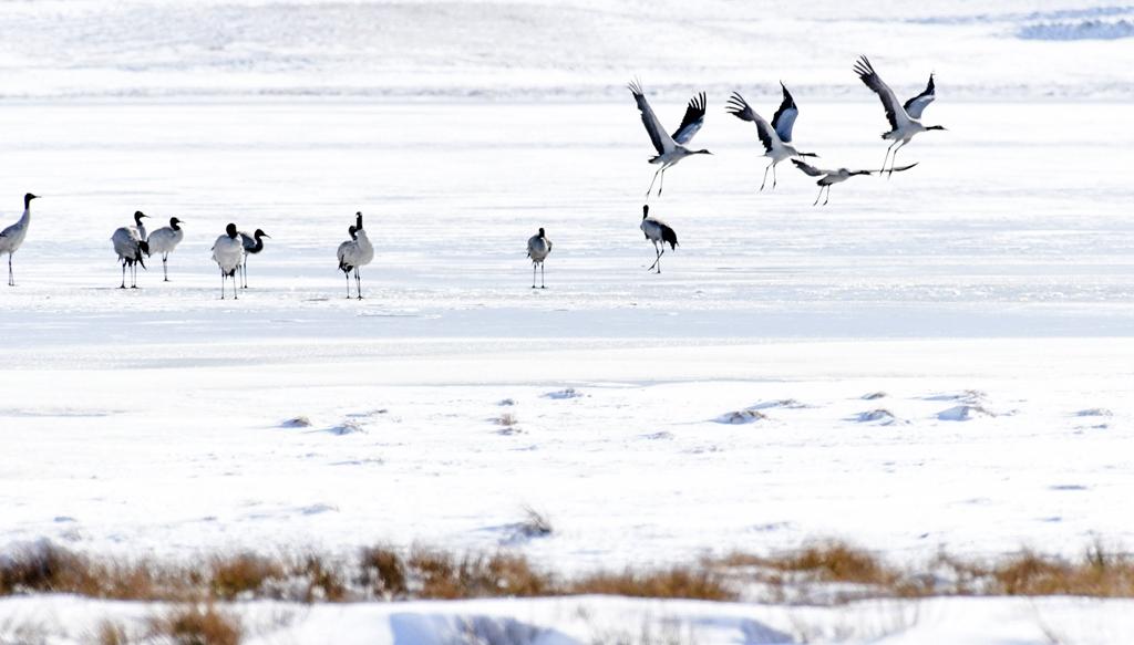 探索鸟类鸣叫的独特特点与作用:从沟通到求偶的全方位解析 探索鸟类鸣叫的独特特点与作用:从沟通到求偶的全方位解析