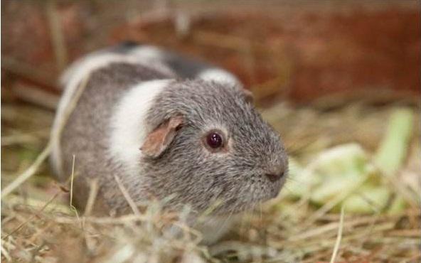 天竺鼠怀孕需要哪些特殊准备？