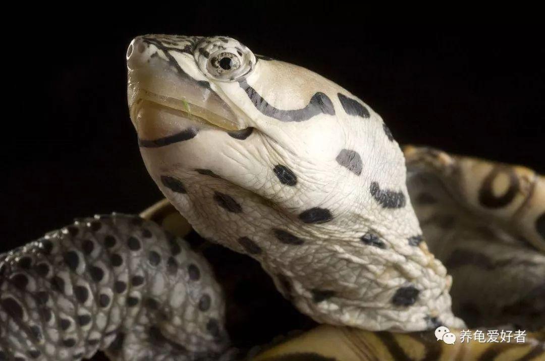 第一次养龟该选什么品种才不会踩雷？