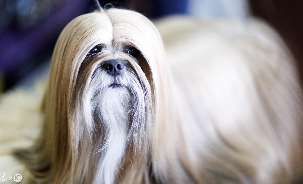 养拉萨犬真的适合新手吗？