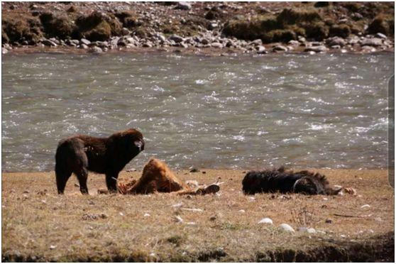藏獒配种到底能不能让你一夜暴富？