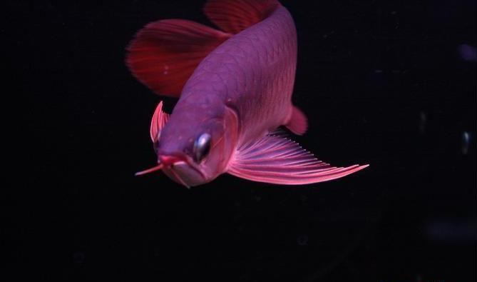 风水指南：观赏鱼养几条最吉利？掌握这些风水讲究