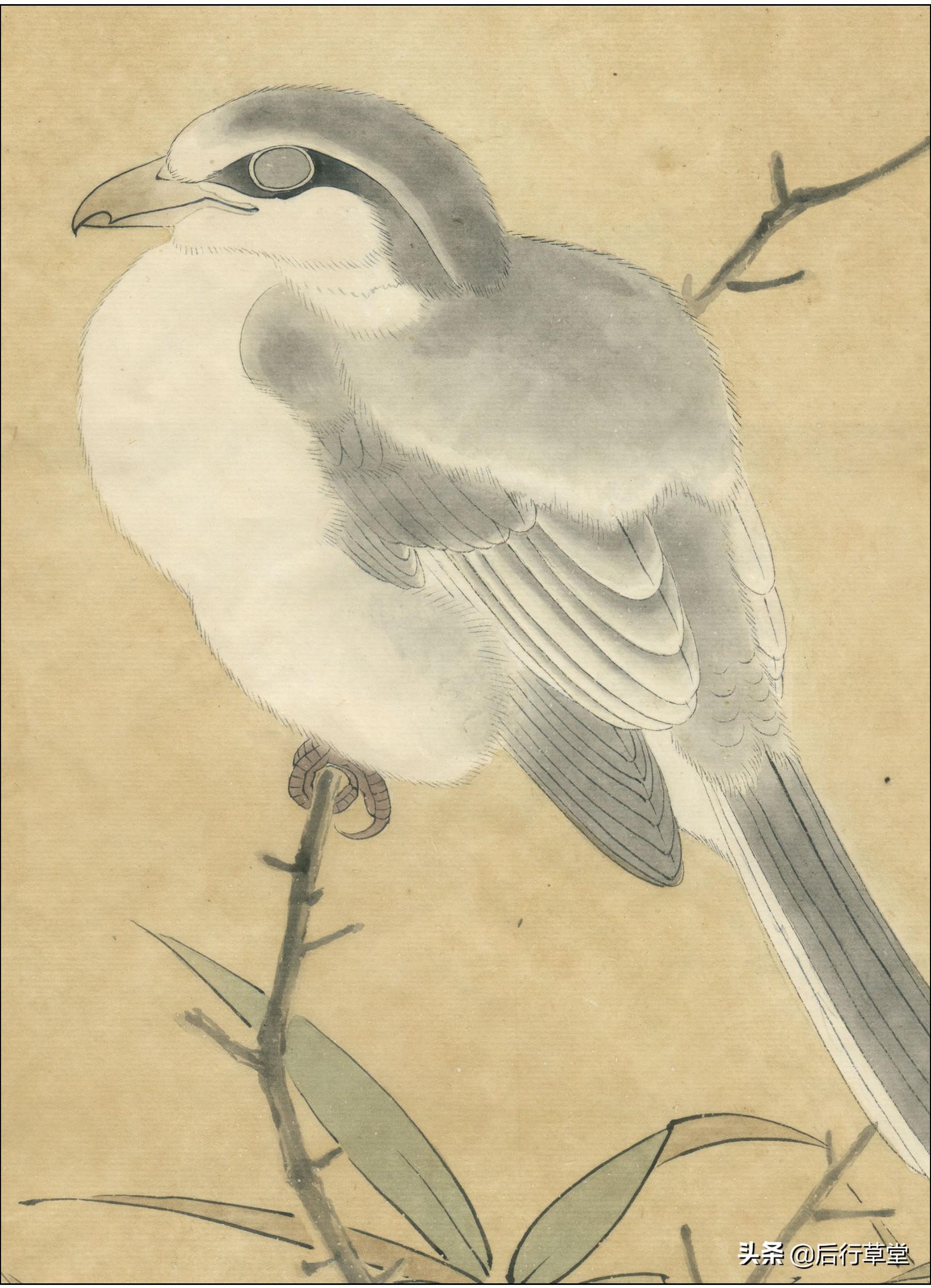 养灰伯劳真的会认主人吗？