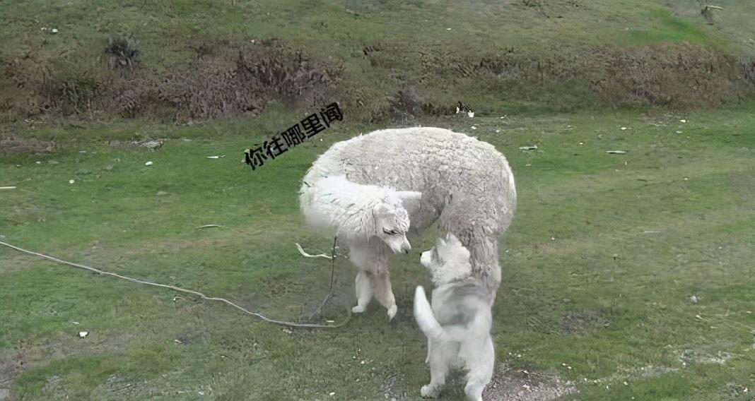 你家二哈为啥总学狼嚎不狗叫？