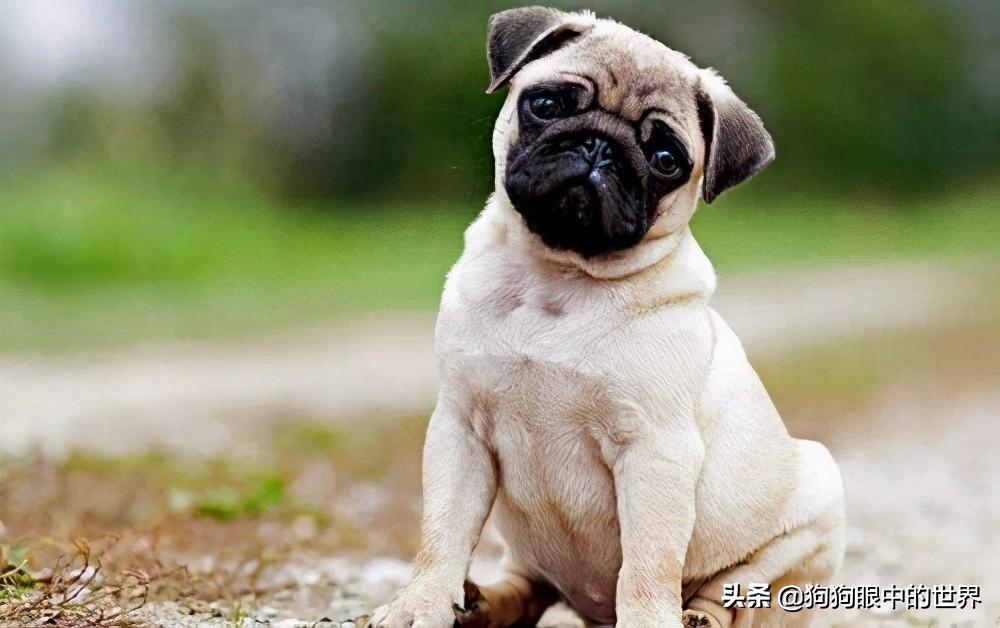 萨摩耶真的像网上说的那样难养吗？