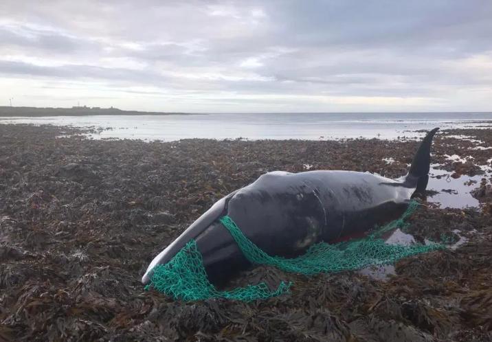 白色座头鲸是海洋里的幽灵还是真实存在？