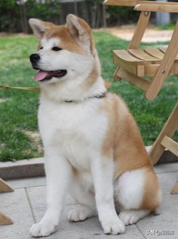 纯种秋田犬真的适合新手养吗？