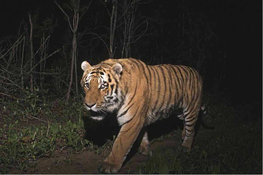 属虎人2014年真的犯太岁吗？