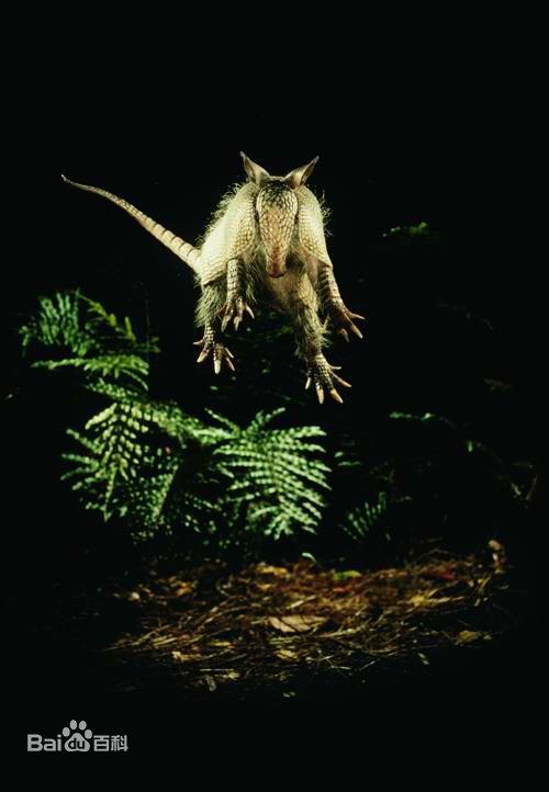 巴西三带犰狳到底有多神奇？