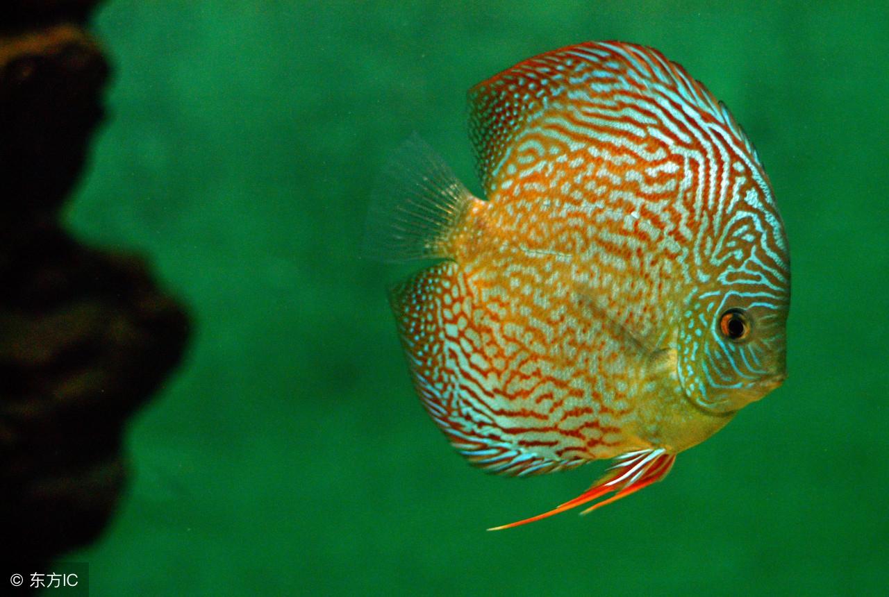 龙鱼不吃东西怎么办？全面分析龙鱼拒食原因及应对方法