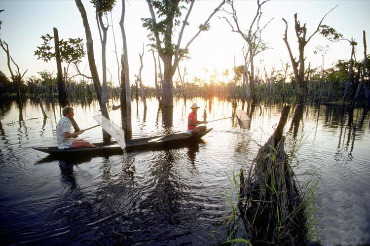 无花果鹦鹉真的适合新手养吗？