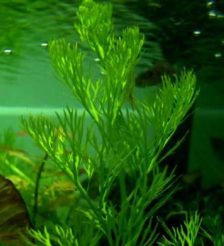 细叶水芹真的能养活吗？