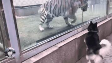 普通人真的可以溜老虎吗？