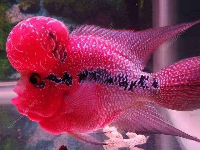 观赏鱼种类大全：了解不同品种的观赏鱼及其特点