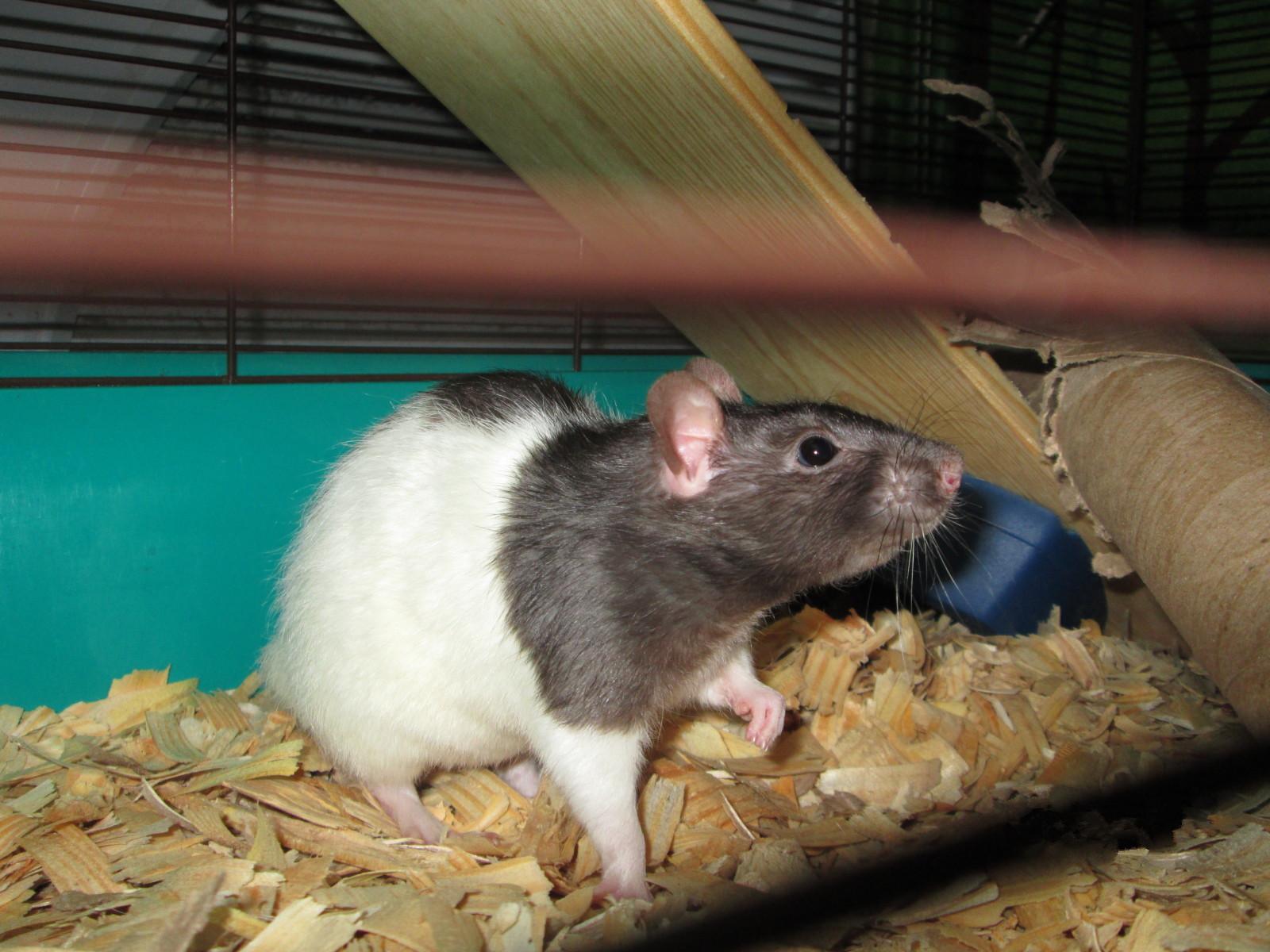 新手怎么才能淘到健康又粘人的宠物？