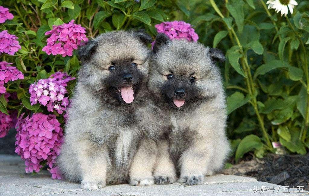 荷兰毛狮犬真的适合新手养吗？