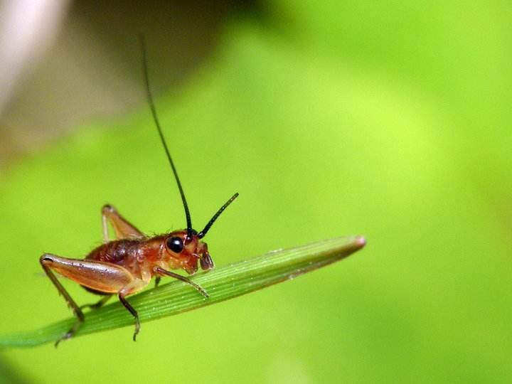 蟋蟀是靠翅膀还是嘴巴唱歌的？