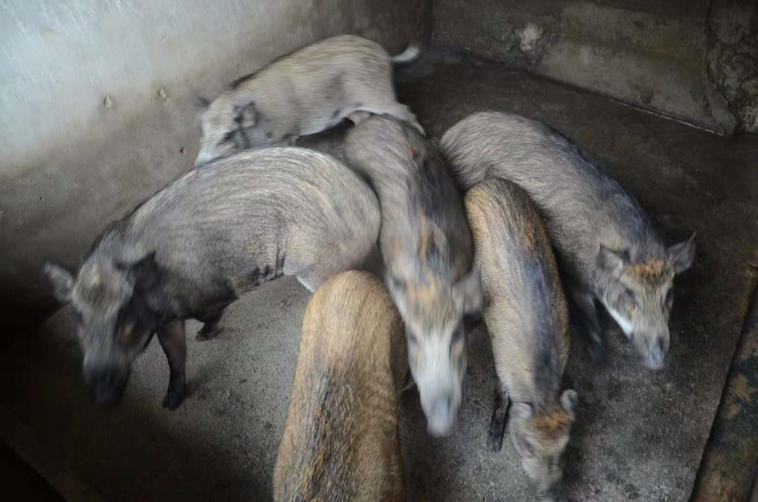 在俗人岛华人论坛白嫖资源会被封号吗？