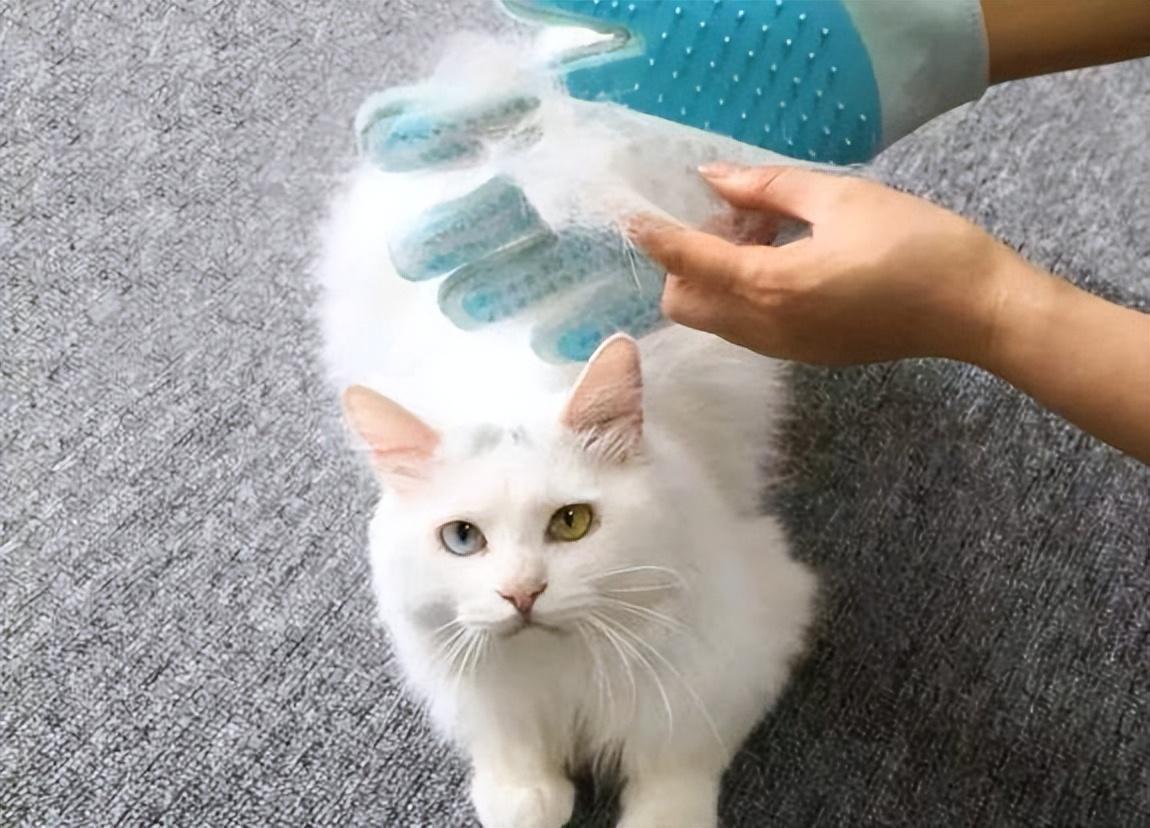 猫咪掉毛能把人逼疯吗？