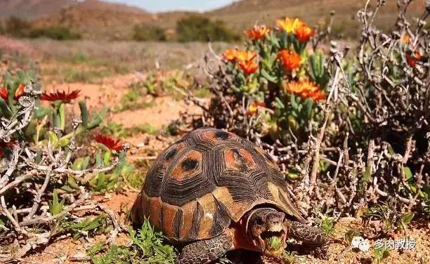 淘宝客CPS模式盈利解析：了解其运作机制与多种盈利模式