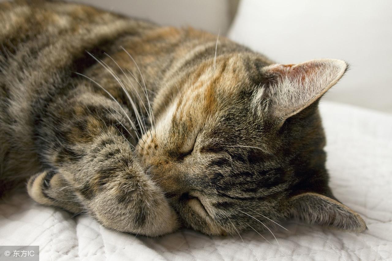 淘宝客是否计入历史最低价？最低价常见问题全解析