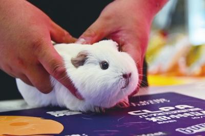 新手养垂耳兔真的会被萌到崩溃吗？