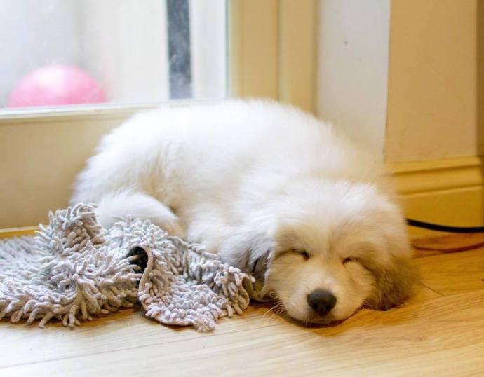 为什么同样是大白熊犬，价格能差好几万？