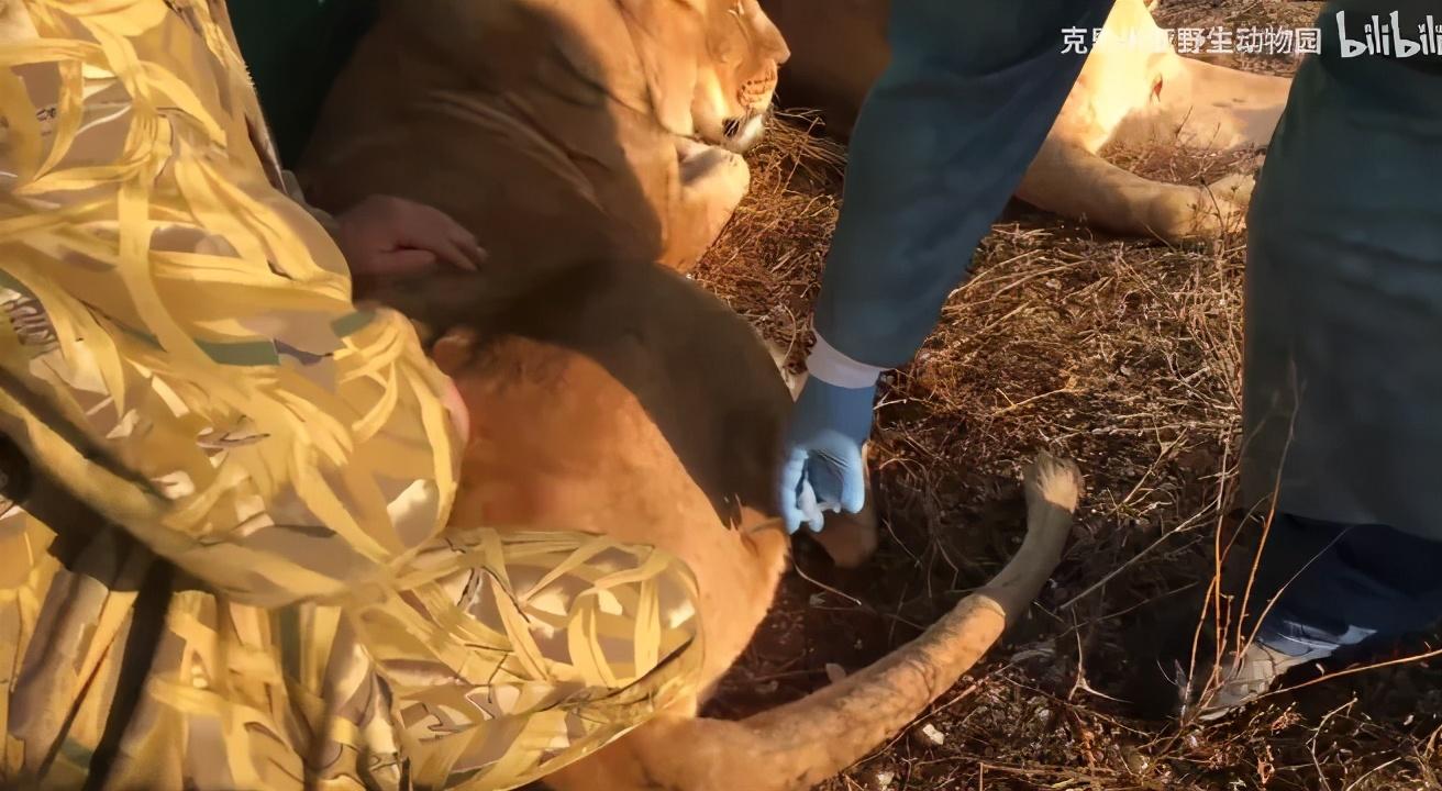 你敢养一只巴掌大的毒蜘蛛吗？