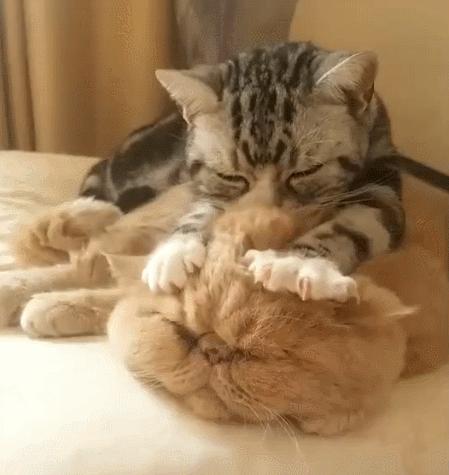 异国短毛猫真的适合新手养吗？