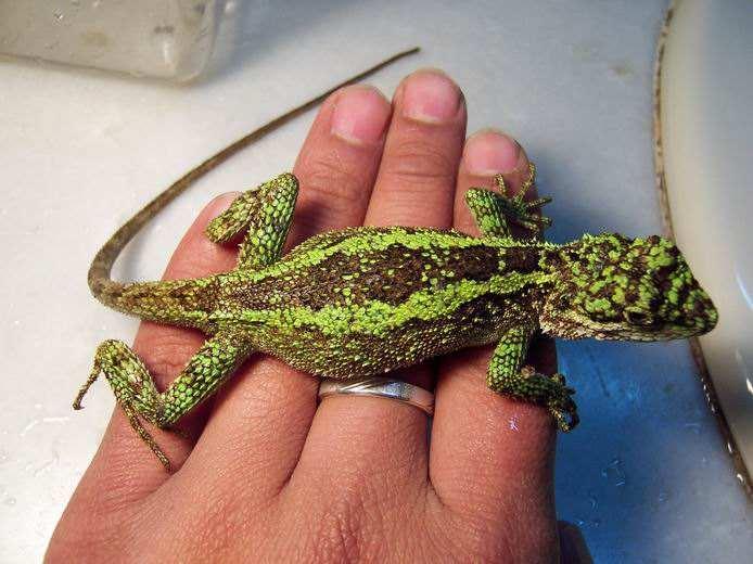 丽纹龙蜥真的适合新手饲养吗？