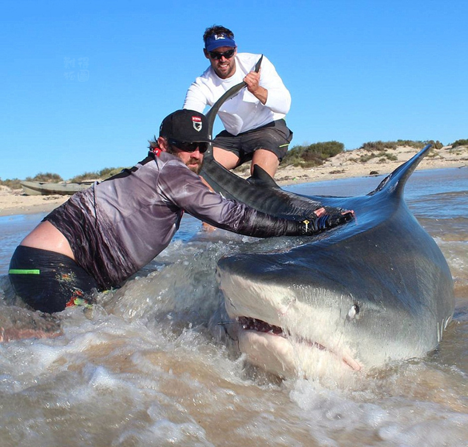 卡鲁亚克钓鱼大赛_黑鳍鲨高效钓取秘籍