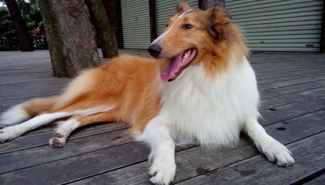 苏格兰牧羊犬吃错东西会出大事吗？