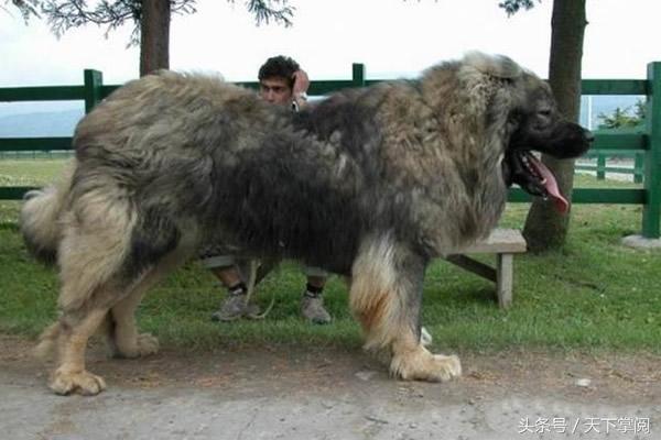 养大高高加索犬前必须知道的七件事？