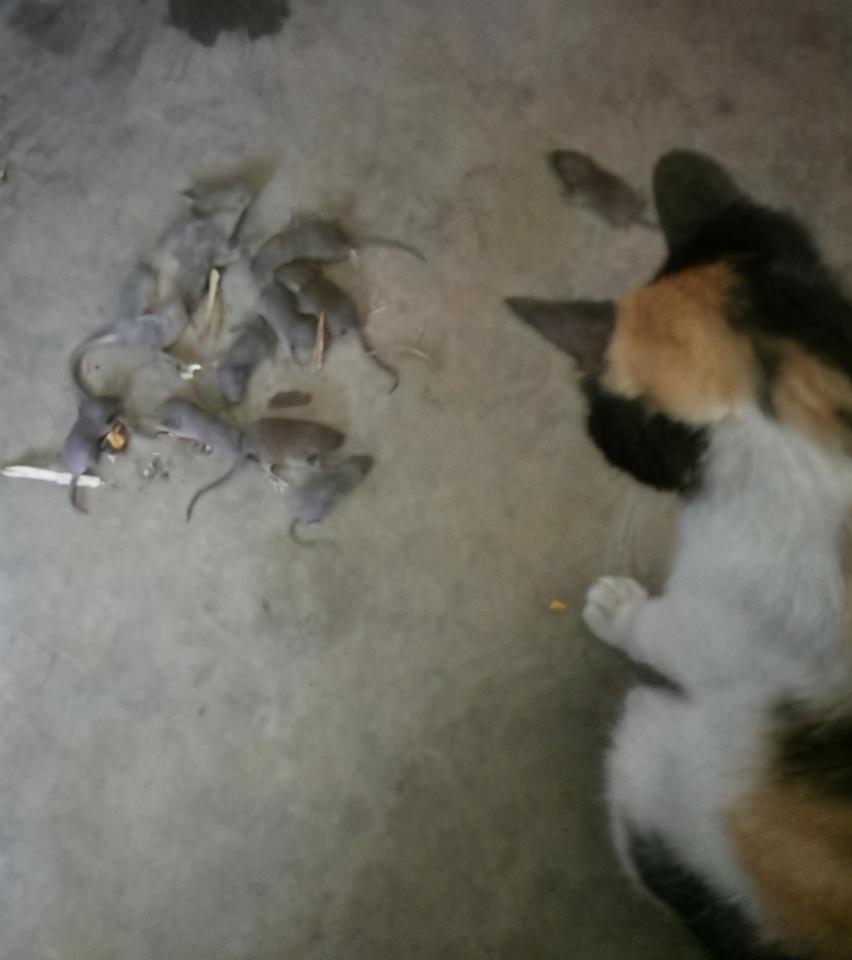 知恩图报的生肖到底是哪几个？